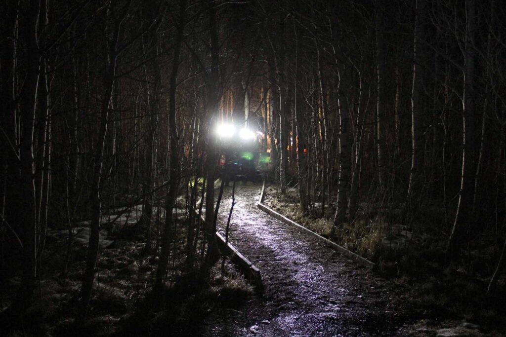 Nächtlicher Waldweg, beleuchtet vom Licht einer Lampe