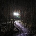 Nächtlicher Waldweg, beleuchtet vom Licht einer Lampe
