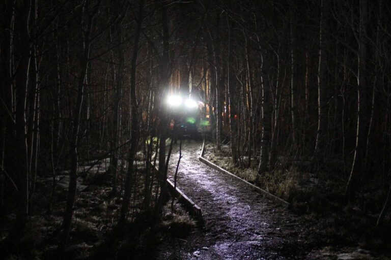 Nächtlicher Waldweg, beleuchtet vom Licht einer Lampe