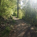 Waldweg im Schwarzwald im Gegenlicht