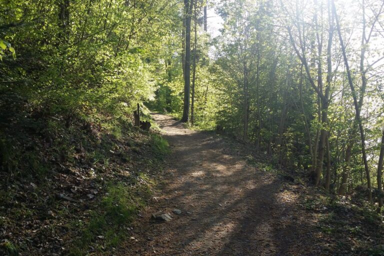 Waldweg im Schwarzwald im Gegenlicht