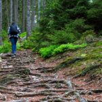 Wanderer auf einem Waldweg mit freiliegenden Baumwurzeln